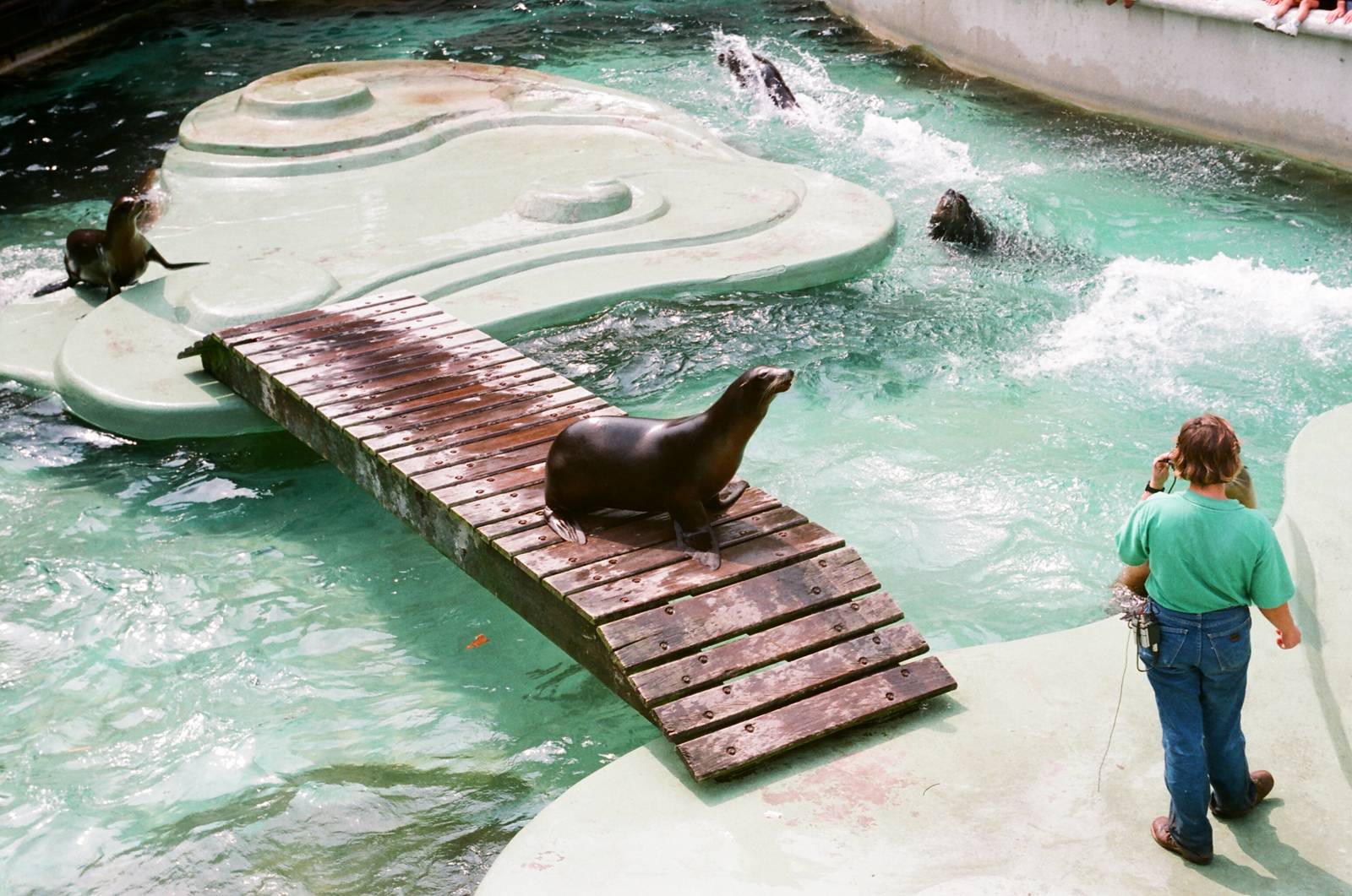 Diergaarde Blijdorp 1992 - Sea Lion feeding and presentation