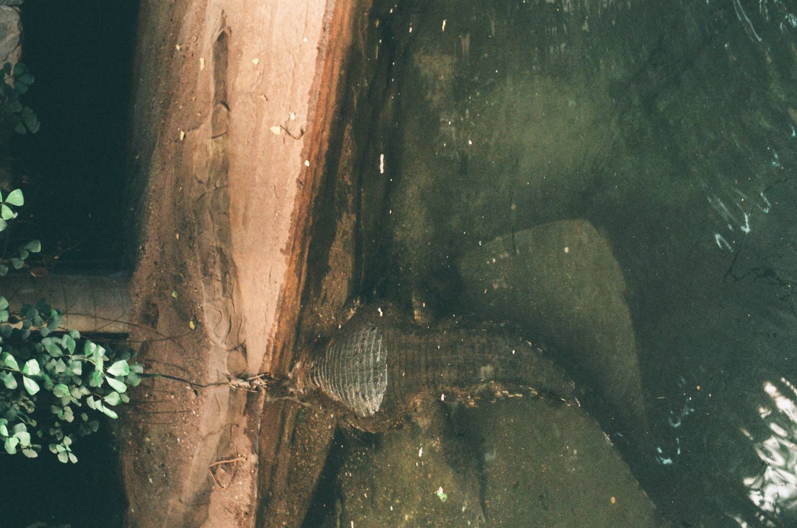 Diergaarde Blijdorp 1992 - Slender Snouted Crocodile