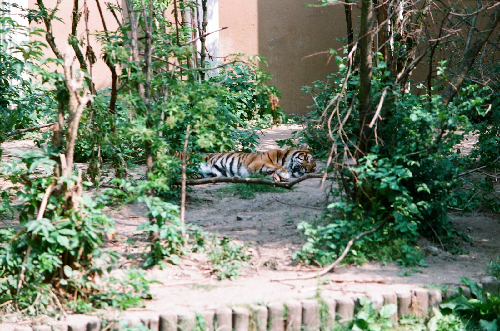 Diergaarde Blijdorp 1992 - Sumatran Tiger sleeping