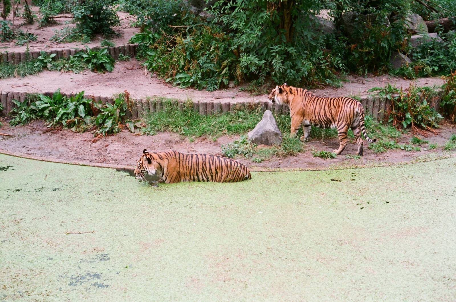 Diergaarde Blijdorp 1992 - Sumatran Tigers