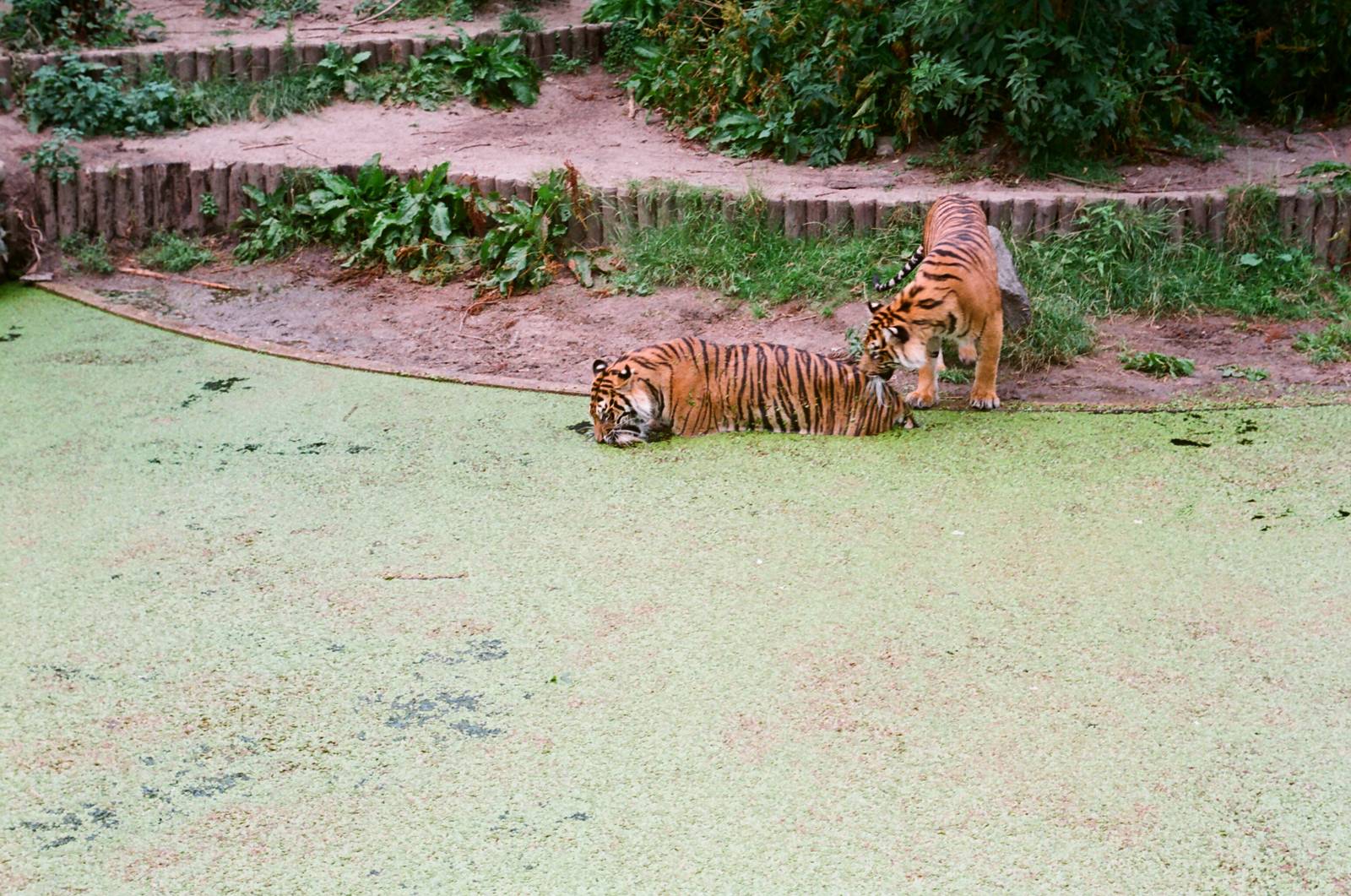Diergaarde Blijdorp 1992 - Sumatran Tigers