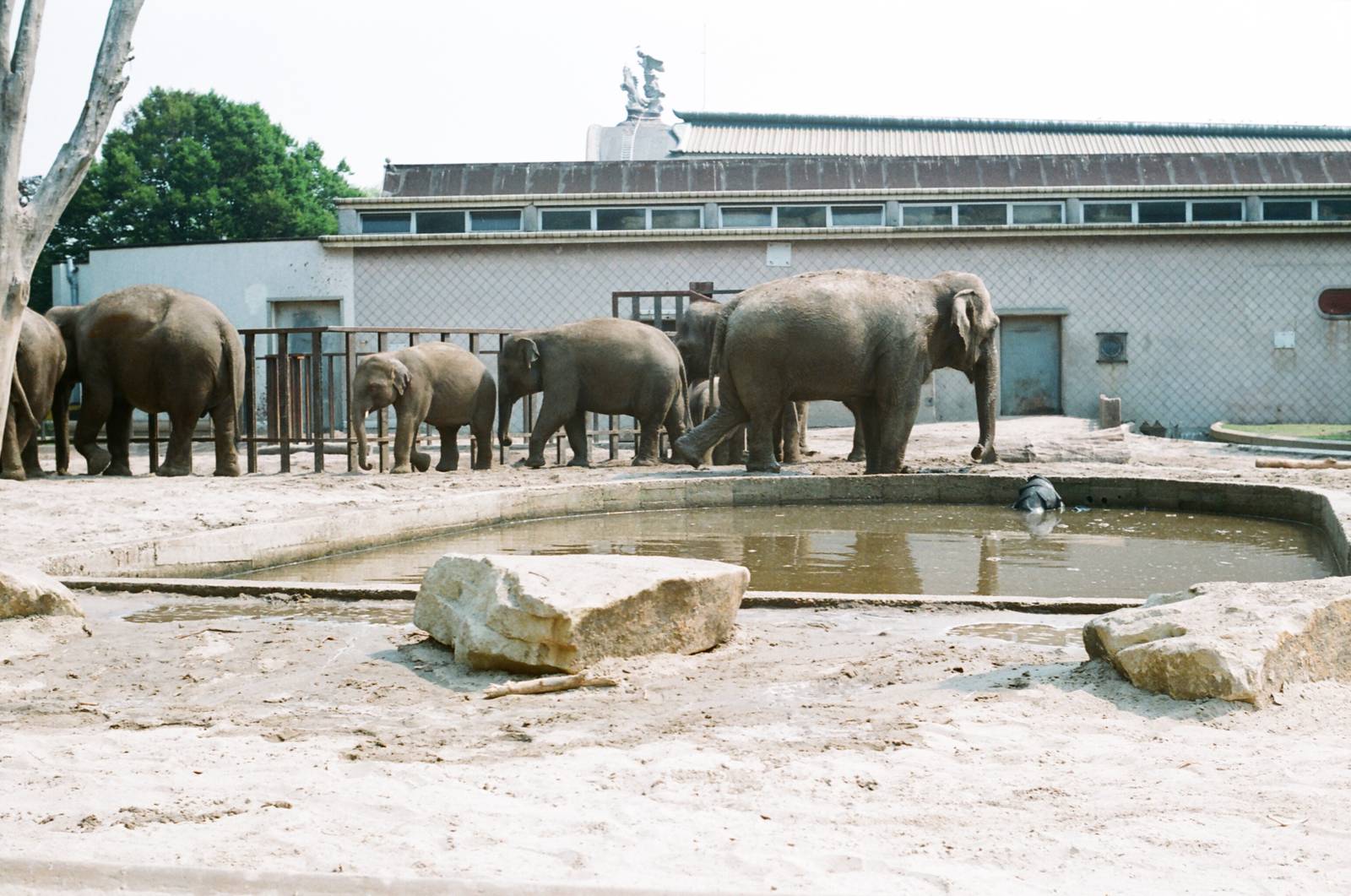 Diergaarde Blijdorp 1992 - The old elephant exhibit