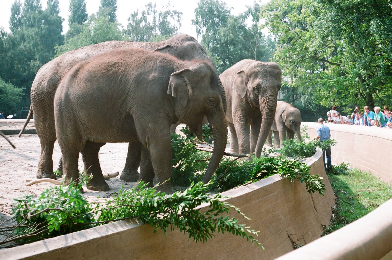 Diergaarde Blijdorp 1992 - The old elephant exhibit