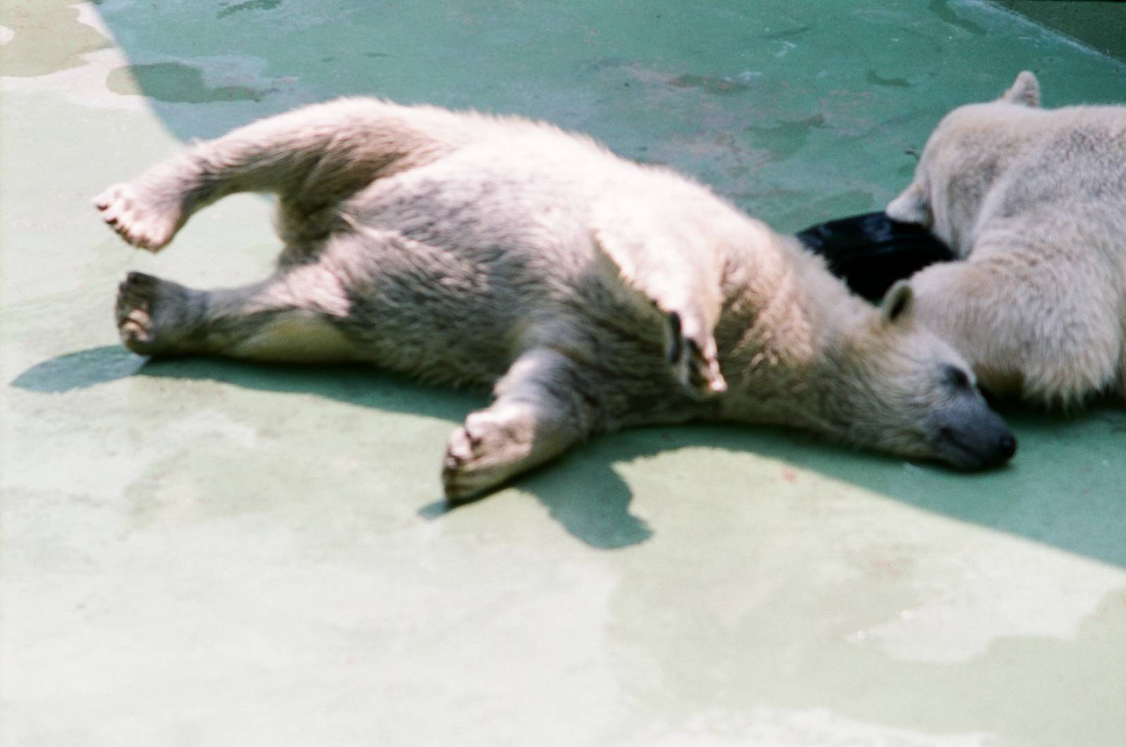 Diergaarde Blijdorp 1992 - Young Polar Bear rolls around next to its sleepi