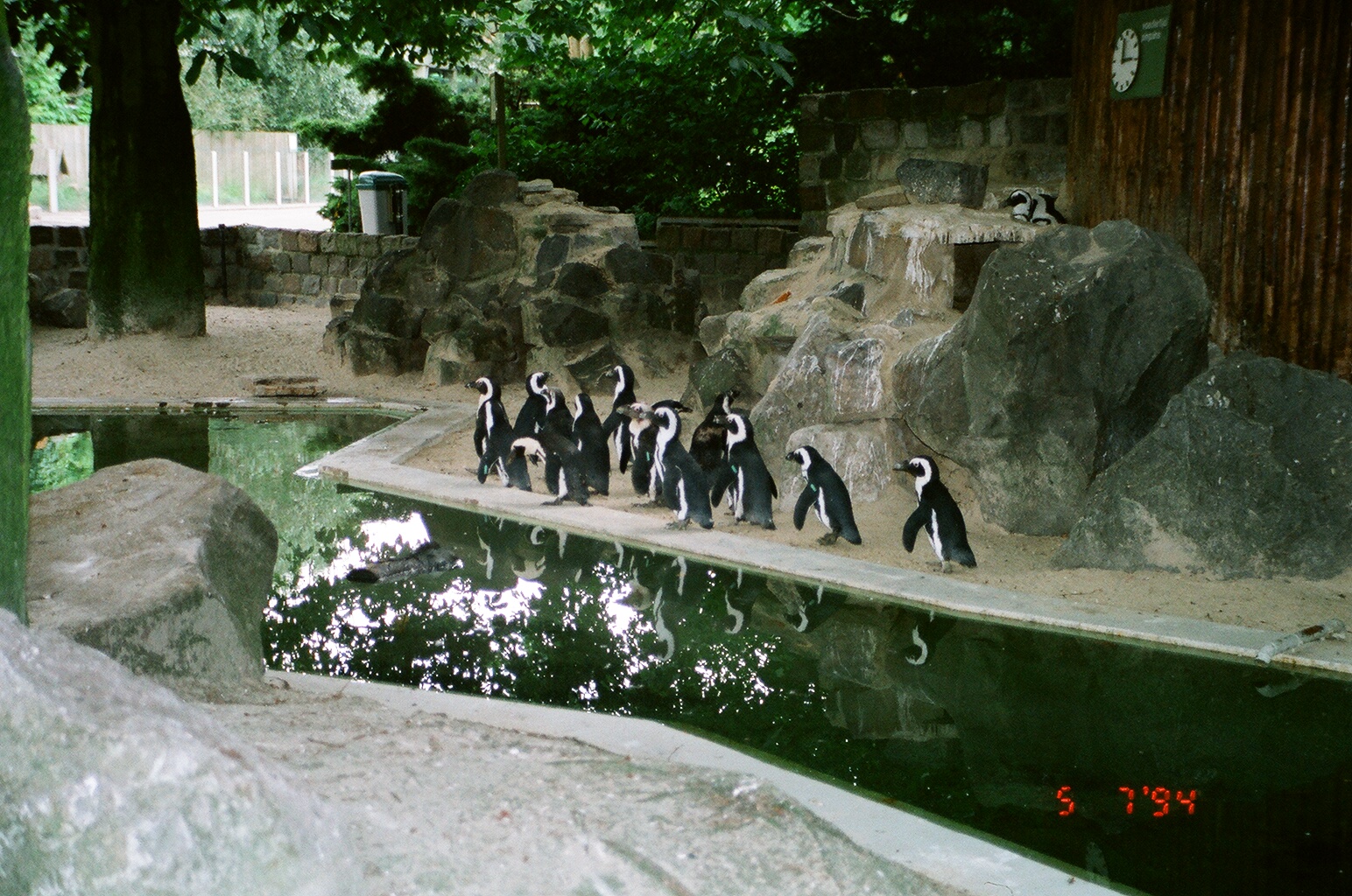 Diergaarde Blijdorp 1994 - African Penguin exhibit