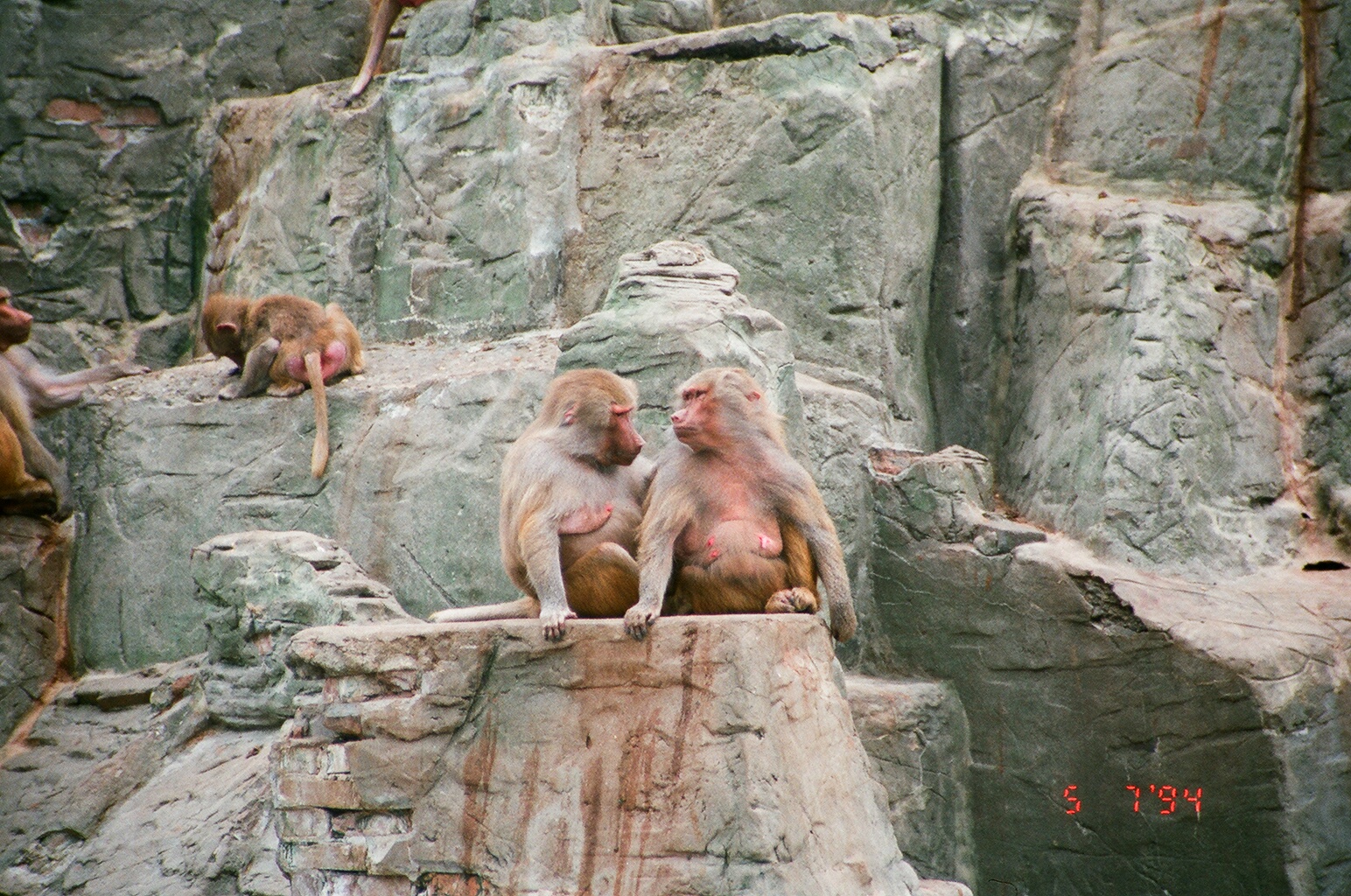 Diergaarde Blijdorp 1994 - Baboons