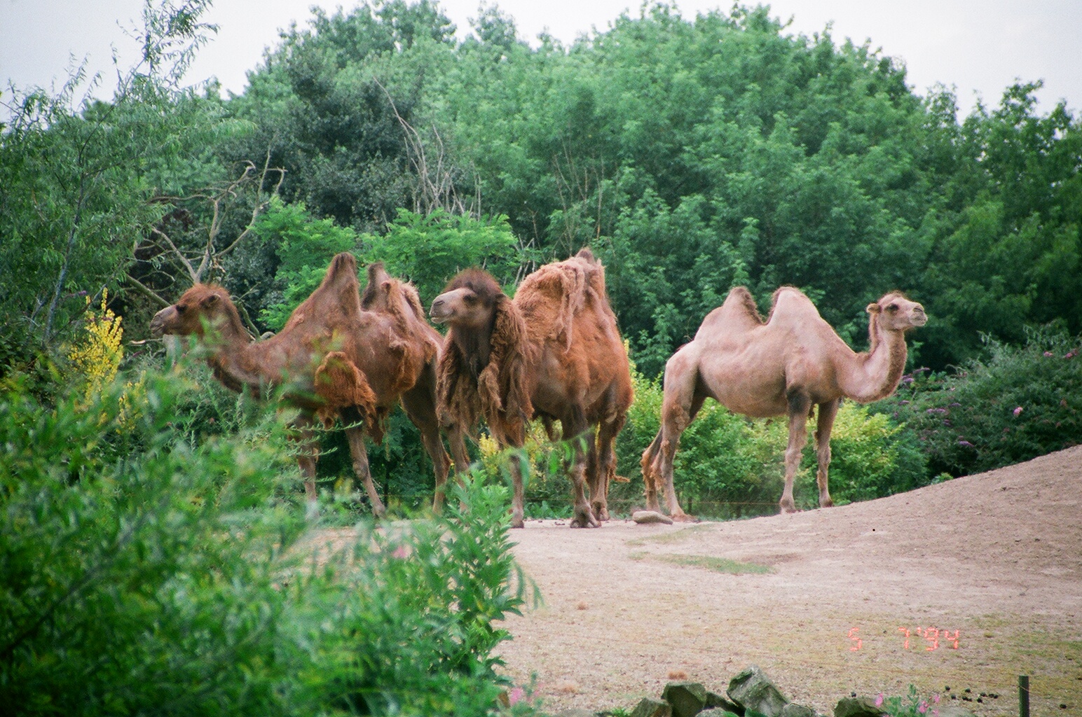 Diergaarde Blijdorp 1994 - Bactrian Camels