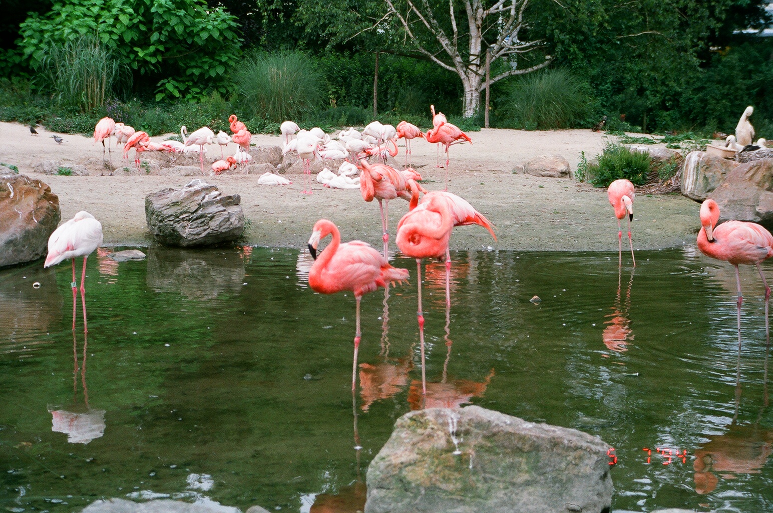 Diergaarde Blijdorp 1994 - Flamingo Lagoon