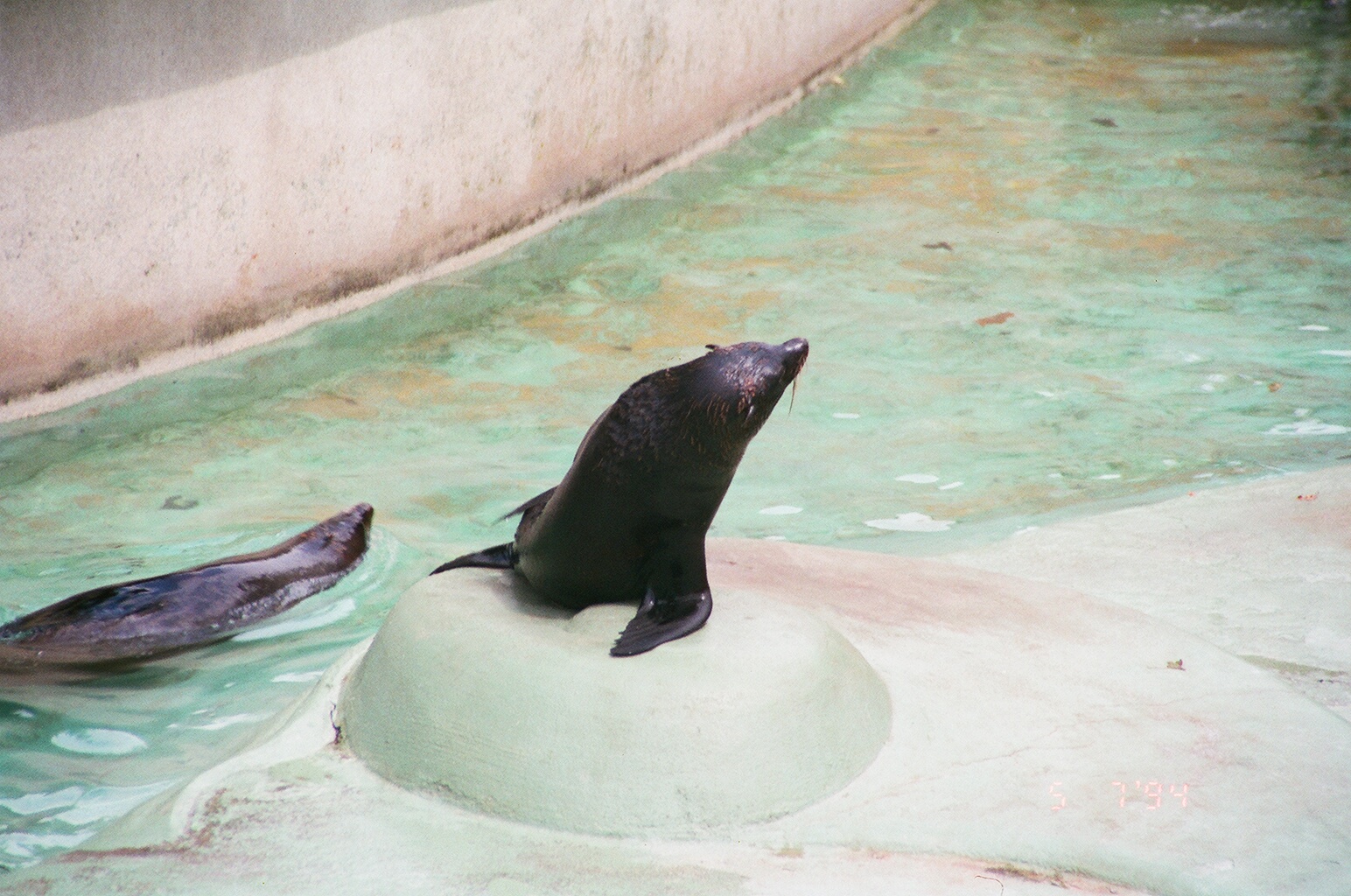 Diergaarde Blijdorp 1994 - Fur Seal?