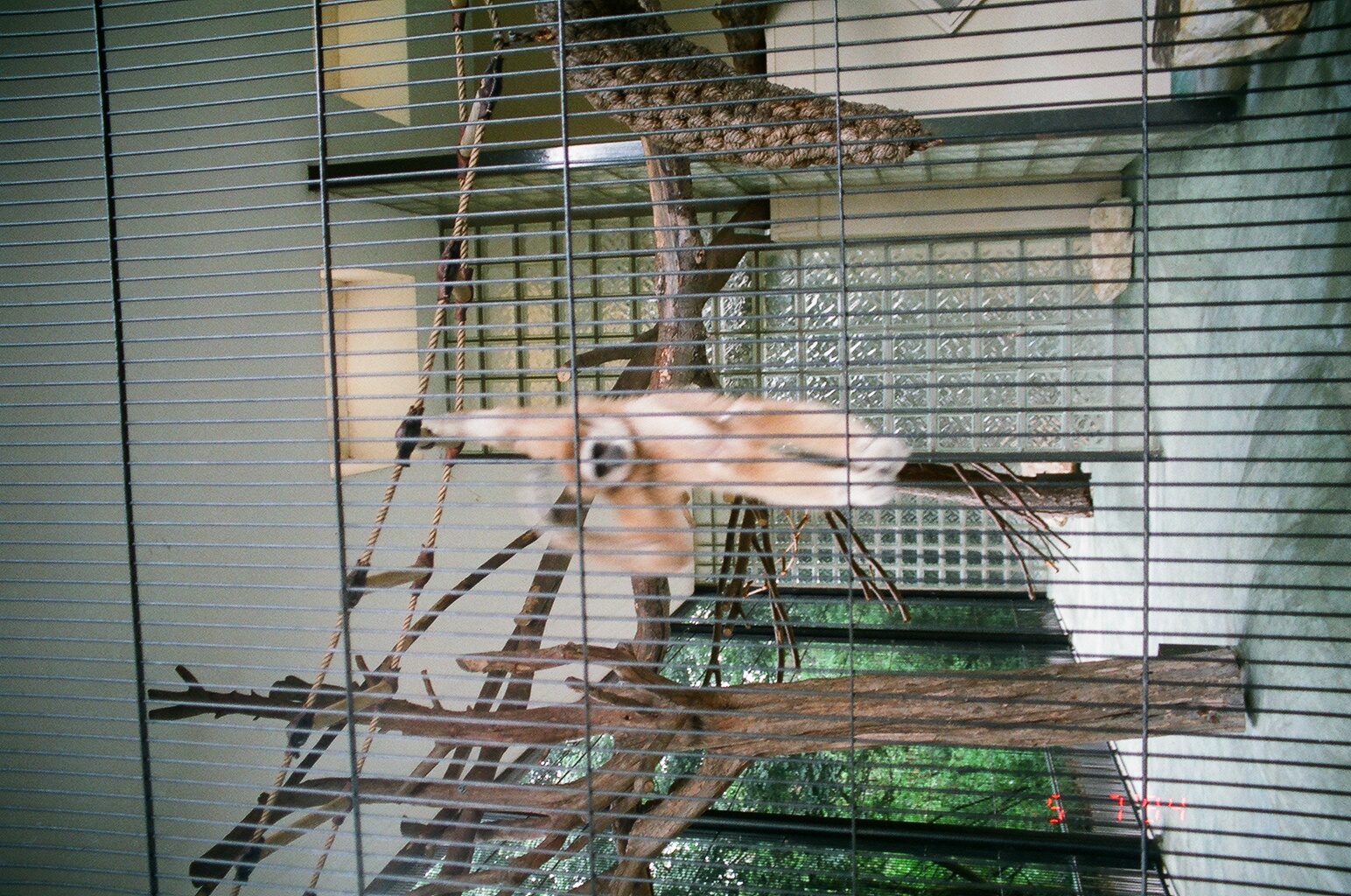 Diergaarde Blijdorp 1994 - Gibbon enclosure