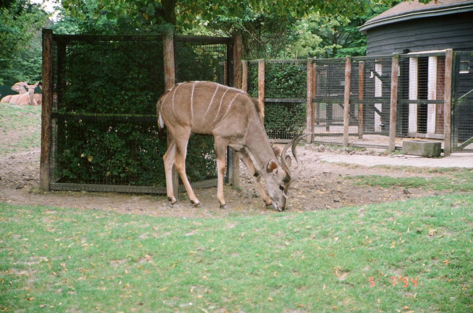 Diergaarde Blijdorp 1994 - Greater Kudu