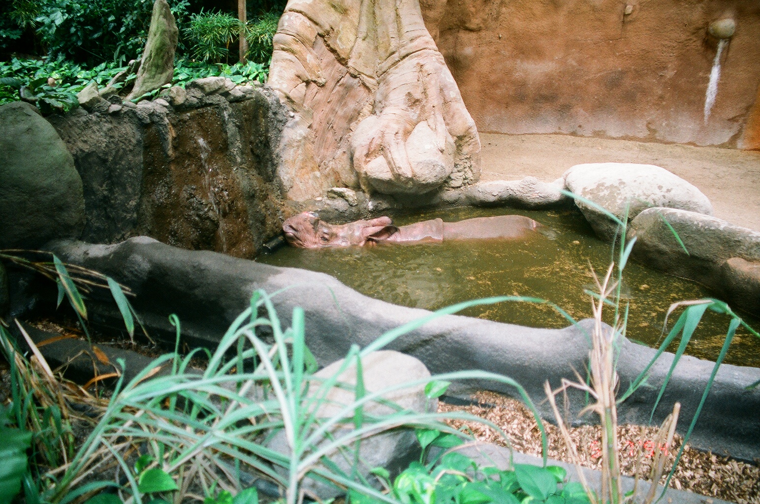 Diergaarde Blijdorp 1994 - Indian Rhinoceros in the new indoor exhibit