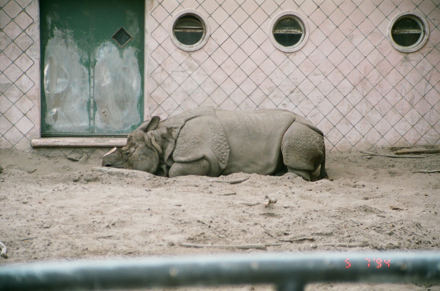 Diergaarde Blijdorp 1994 - Indian Rhinoceros in the old outdoor exhibit