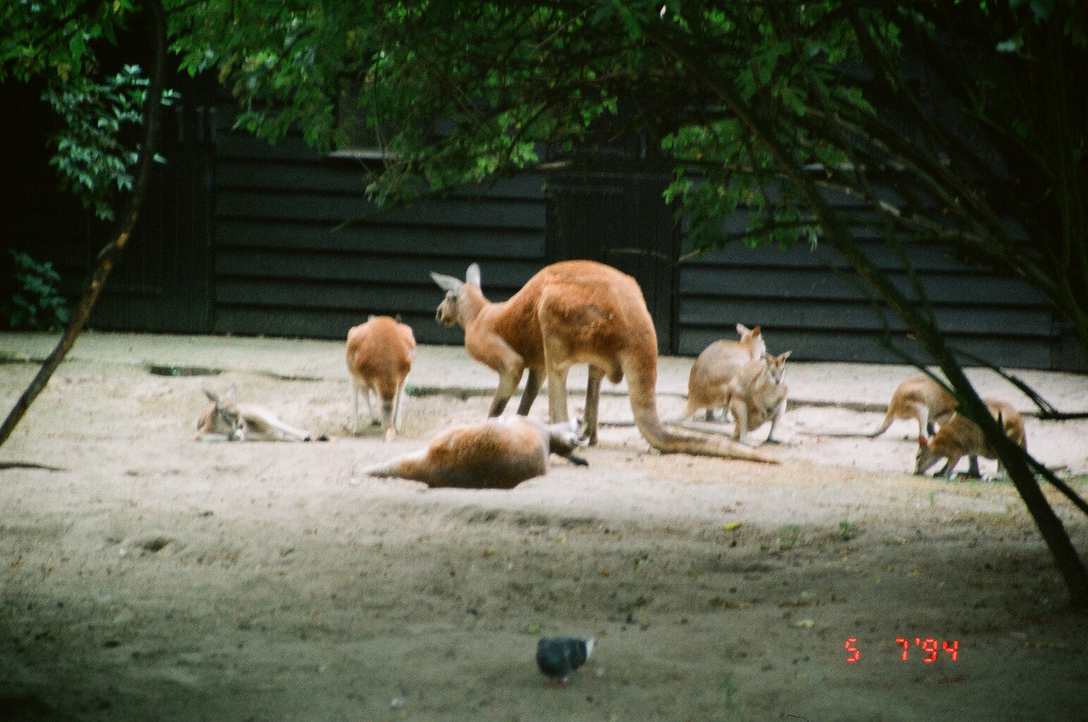 Diergaarde Blijdorp 1994 - Kangaroo enclosure