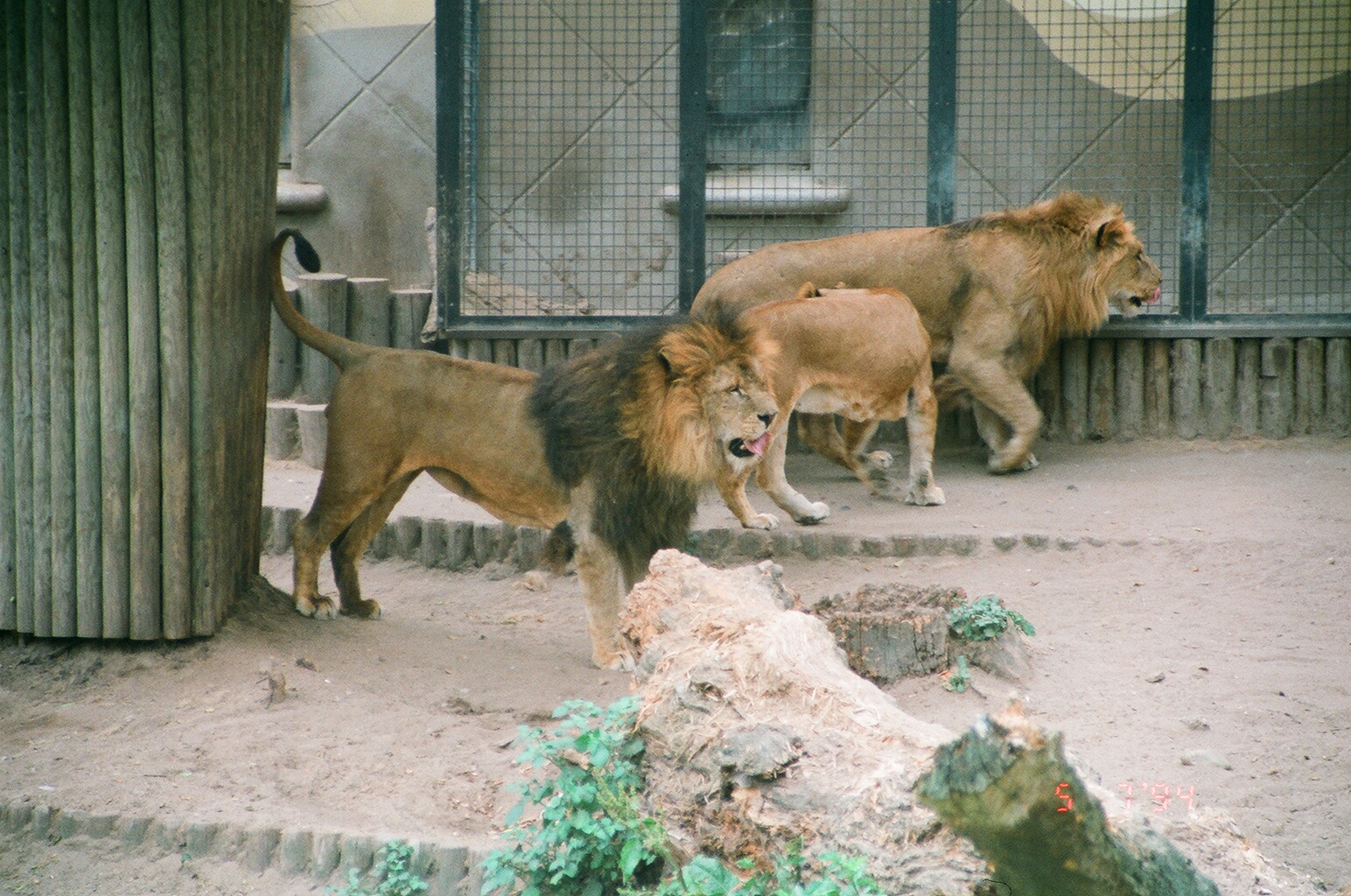 Diergaarde Blijdorp 1994 - Lion group wait for their food
