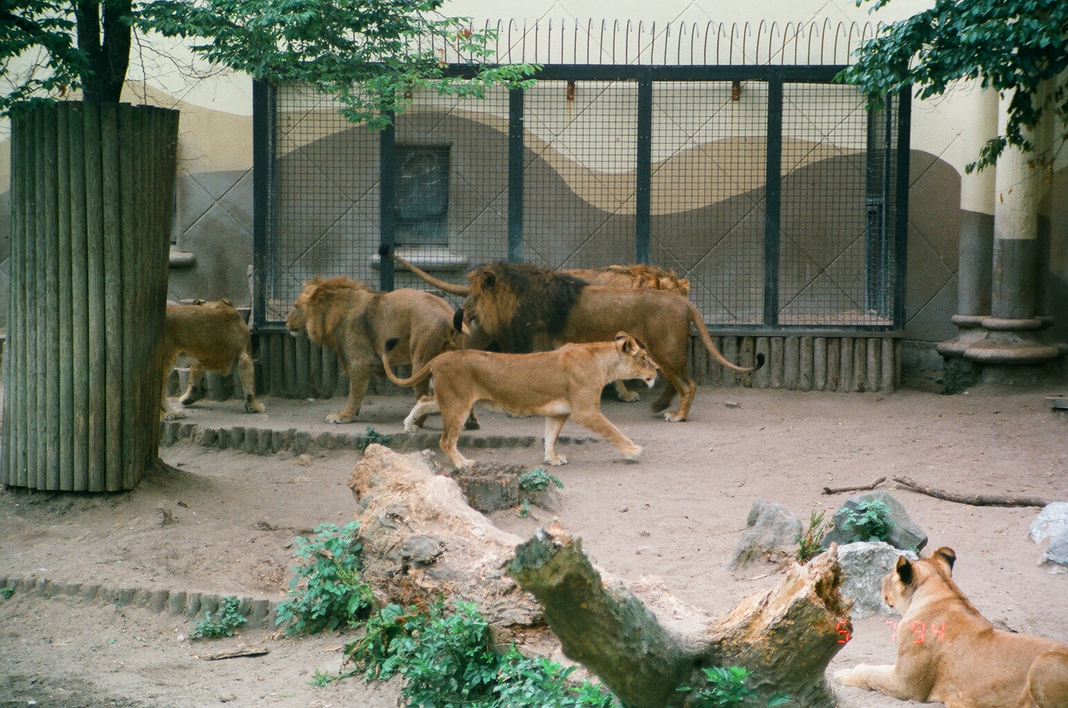 Diergaarde Blijdorp 1994 - Lion group wait for their food