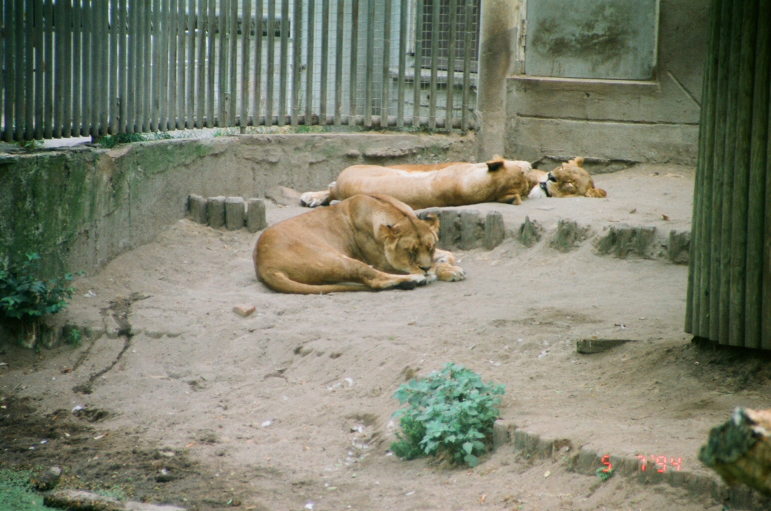 Diergaarde Blijdorp 1994 - Lionesses resting