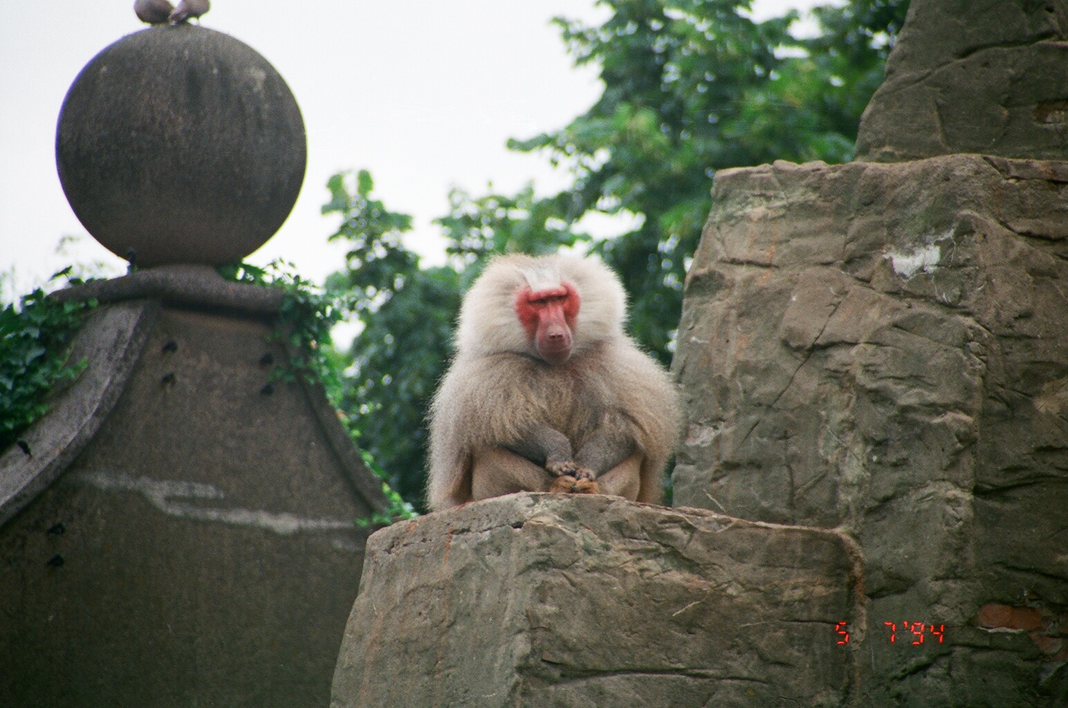 Diergaarde Blijdorp 1994 - Male Baboon