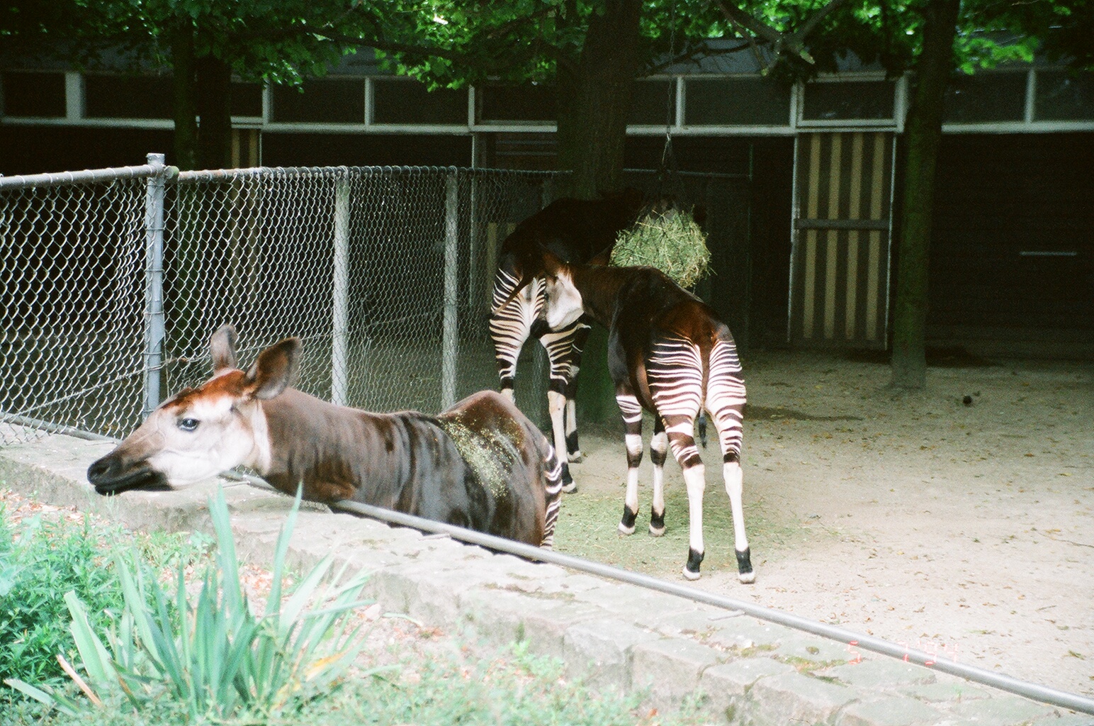 Diergaarde Blijdorp 1994 - Okapi family