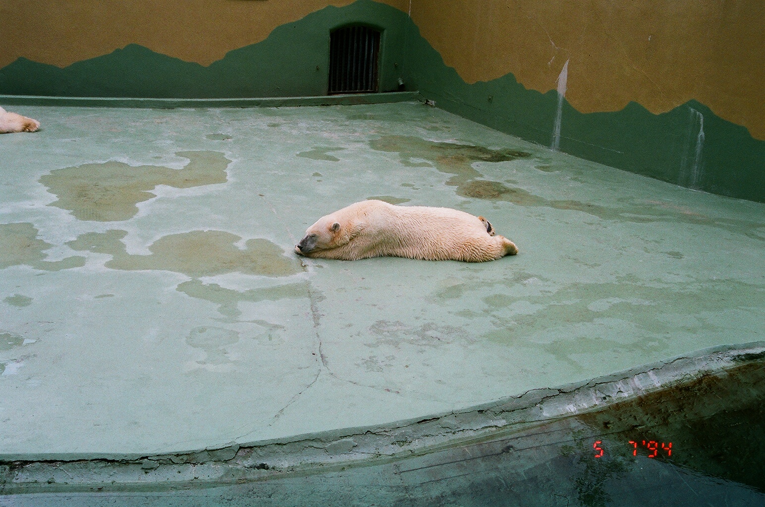 Diergaarde Blijdorp 1994 - Polar Bears in the old exhibit