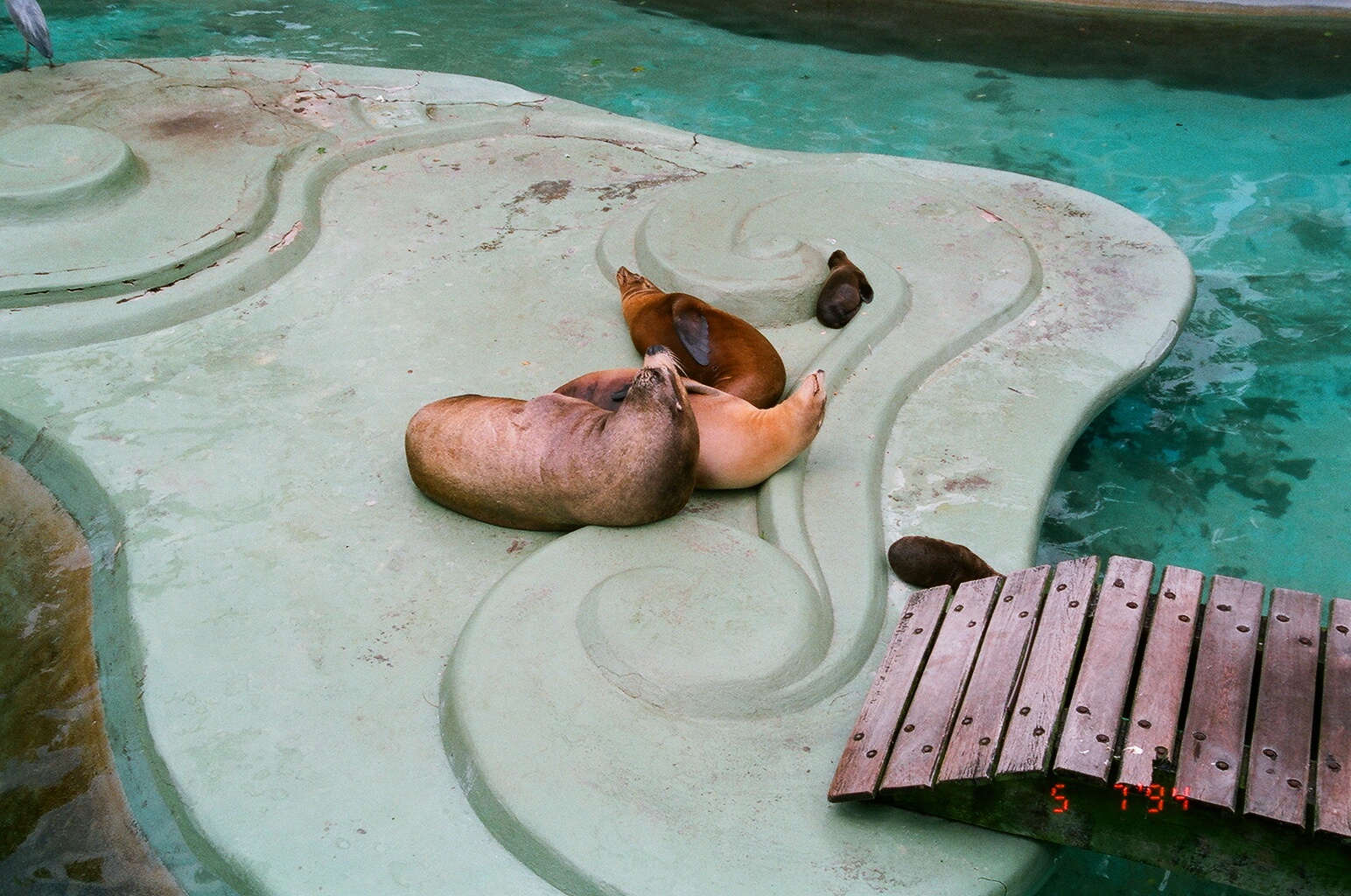Diergaarde Blijdorp 1994 - Sea Lions in the old exhibit