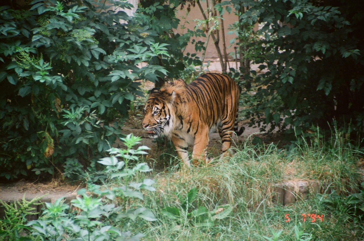 Diergaarde Blijdorp 1994 - Sumatran Tiger