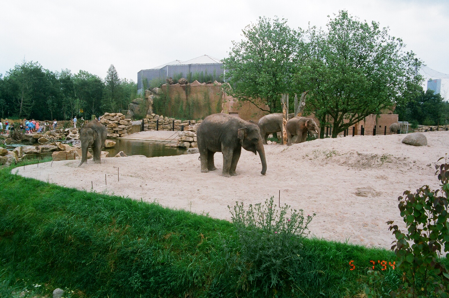 Diergaarde Blijdorp 1994 - The elephant exhibit was brand new at the time