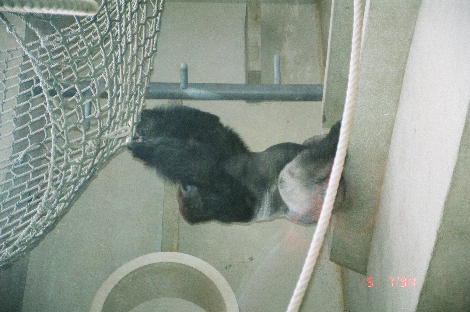 Diergaarde Blijdorp 1994 - The old indoor gorilla exhibit