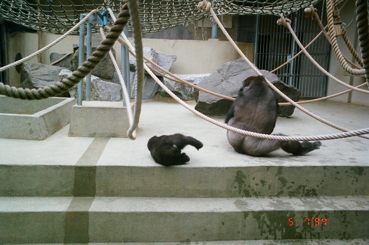 Diergaarde Blijdorp 1994 - The old indoor gorilla exhibit