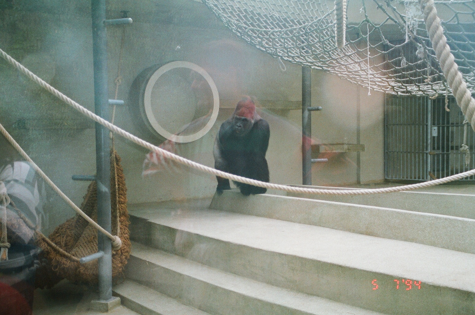 Diergaarde Blijdorp 1994 - The old indoor gorilla exhibit