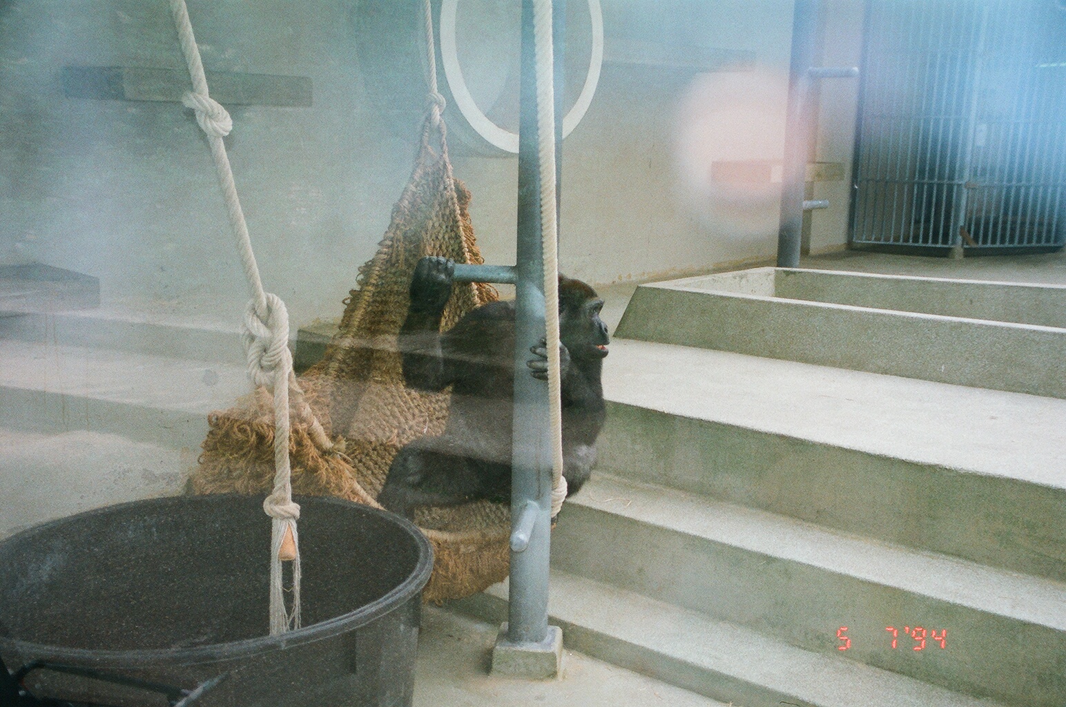 Diergaarde Blijdorp 1994 - The old indoor gorilla exhibit