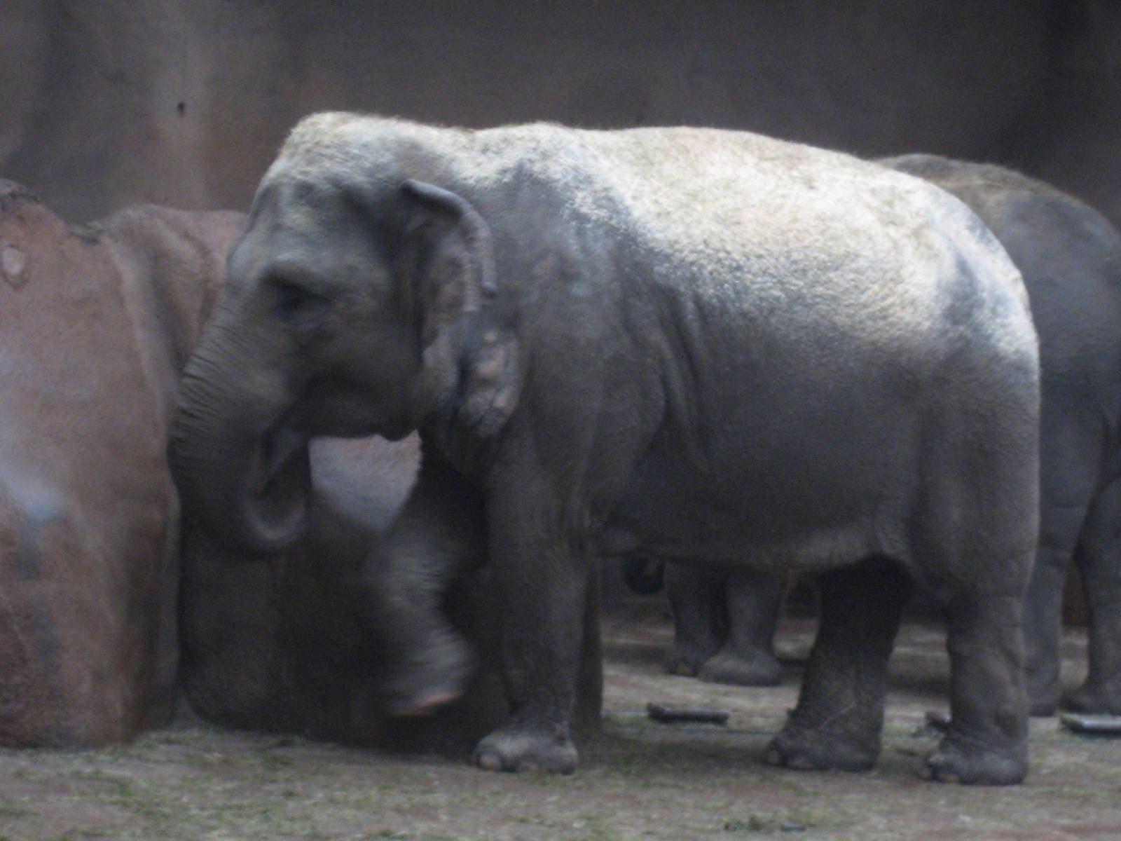 Diergaarde Blijdorp - Asian elephant