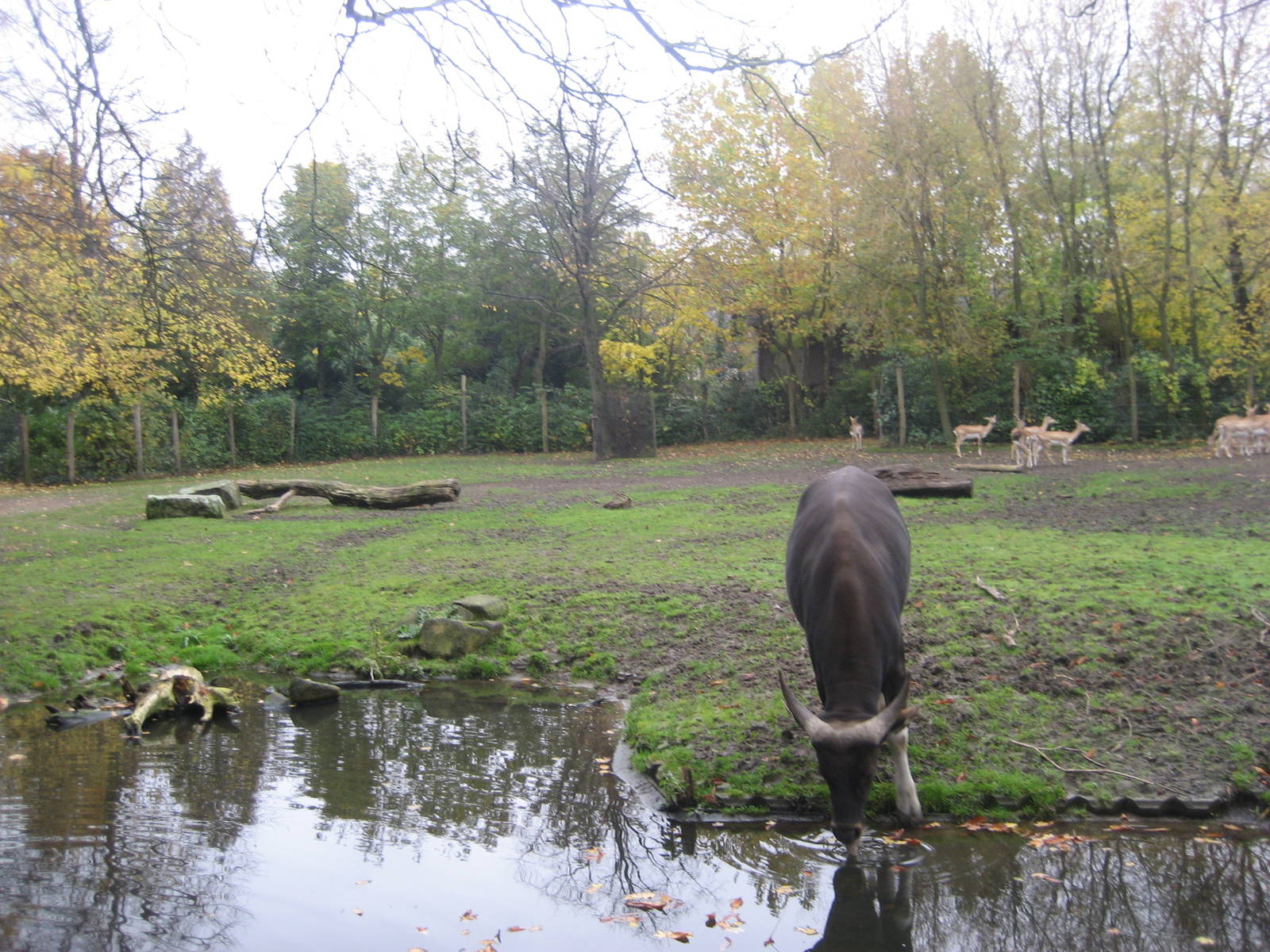 Diergaarde Blijdorp - Banteng/blackbuck exhibit