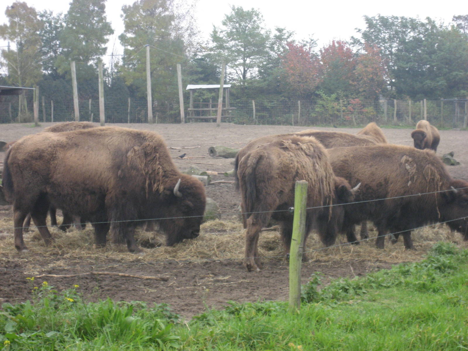 Diergaarde Blijdorp - Bison group