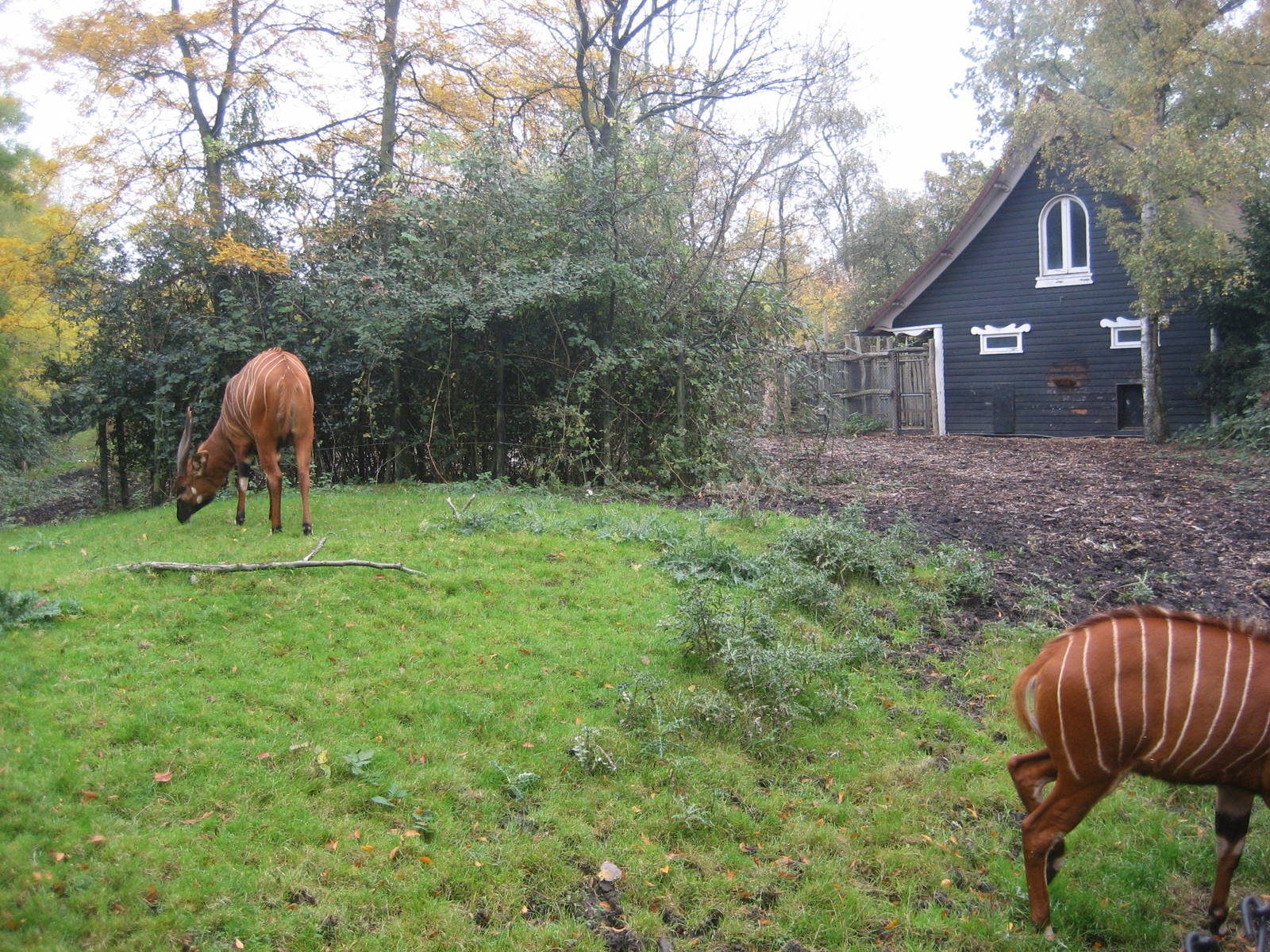 Diergaarde Blijdorp - Bongo exhibit