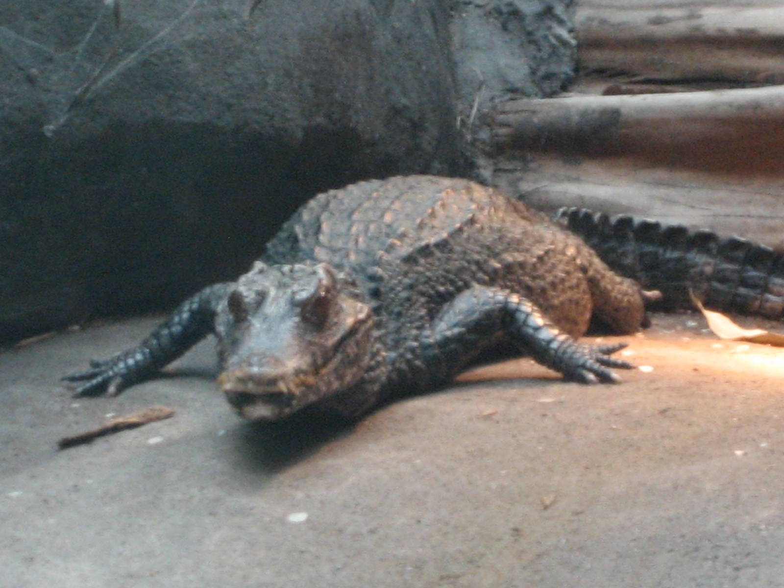 Diergaarde Blijdorp - Caiman