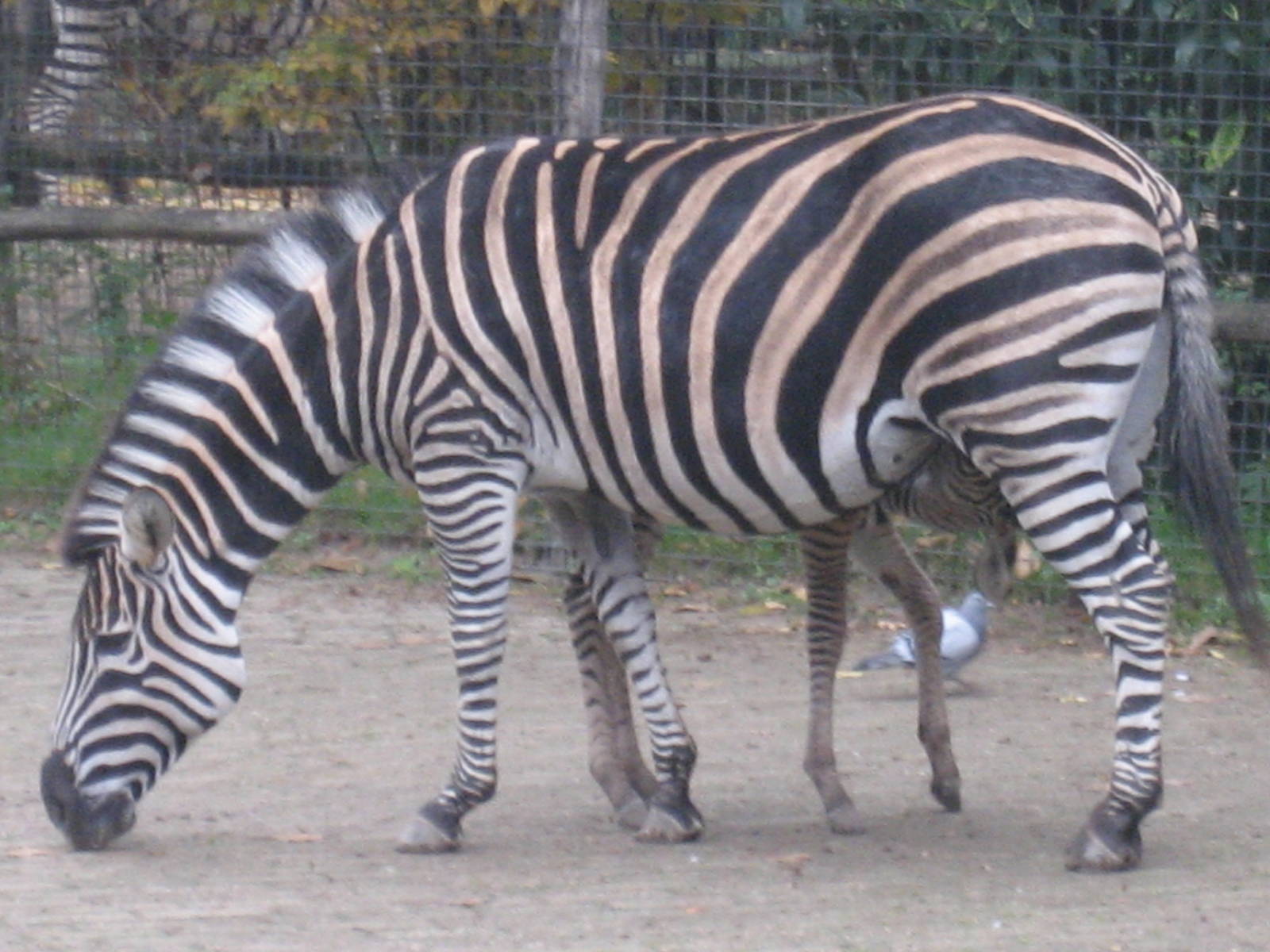 Diergaarde Blijdorp - Chapman's zebra