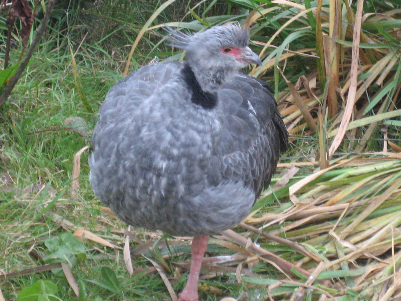 Diergaarde Blijdorp - Crested screamer
