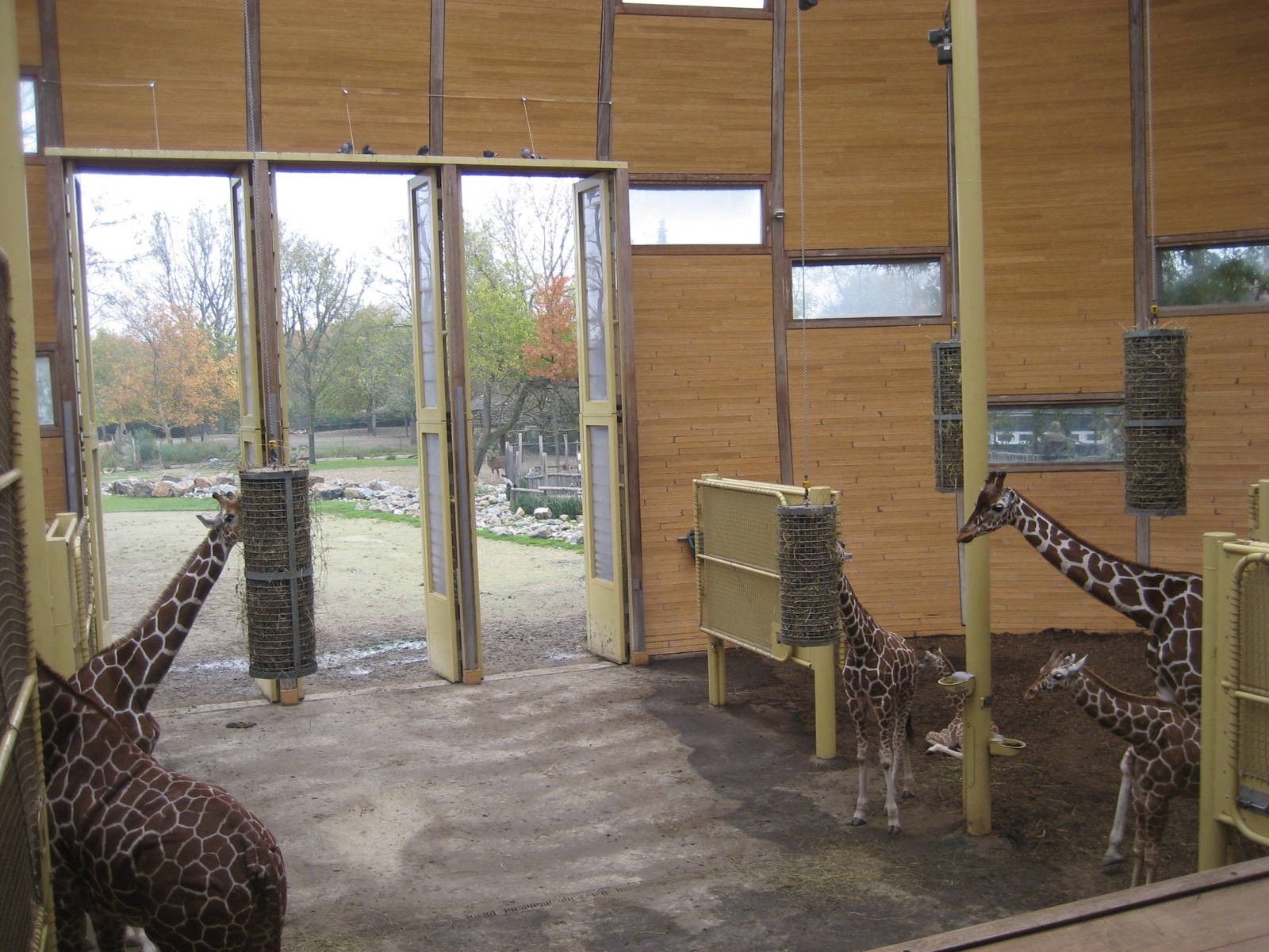 Diergaarde Blijdorp - Giraffe house