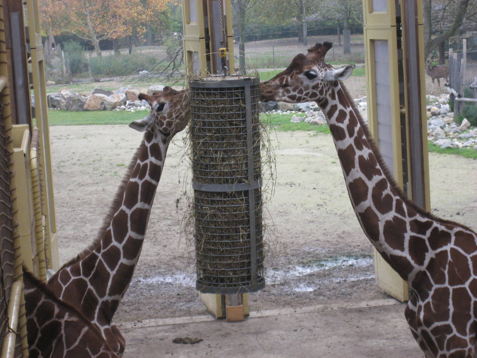 Diergaarde Blijdorp - Giraffes