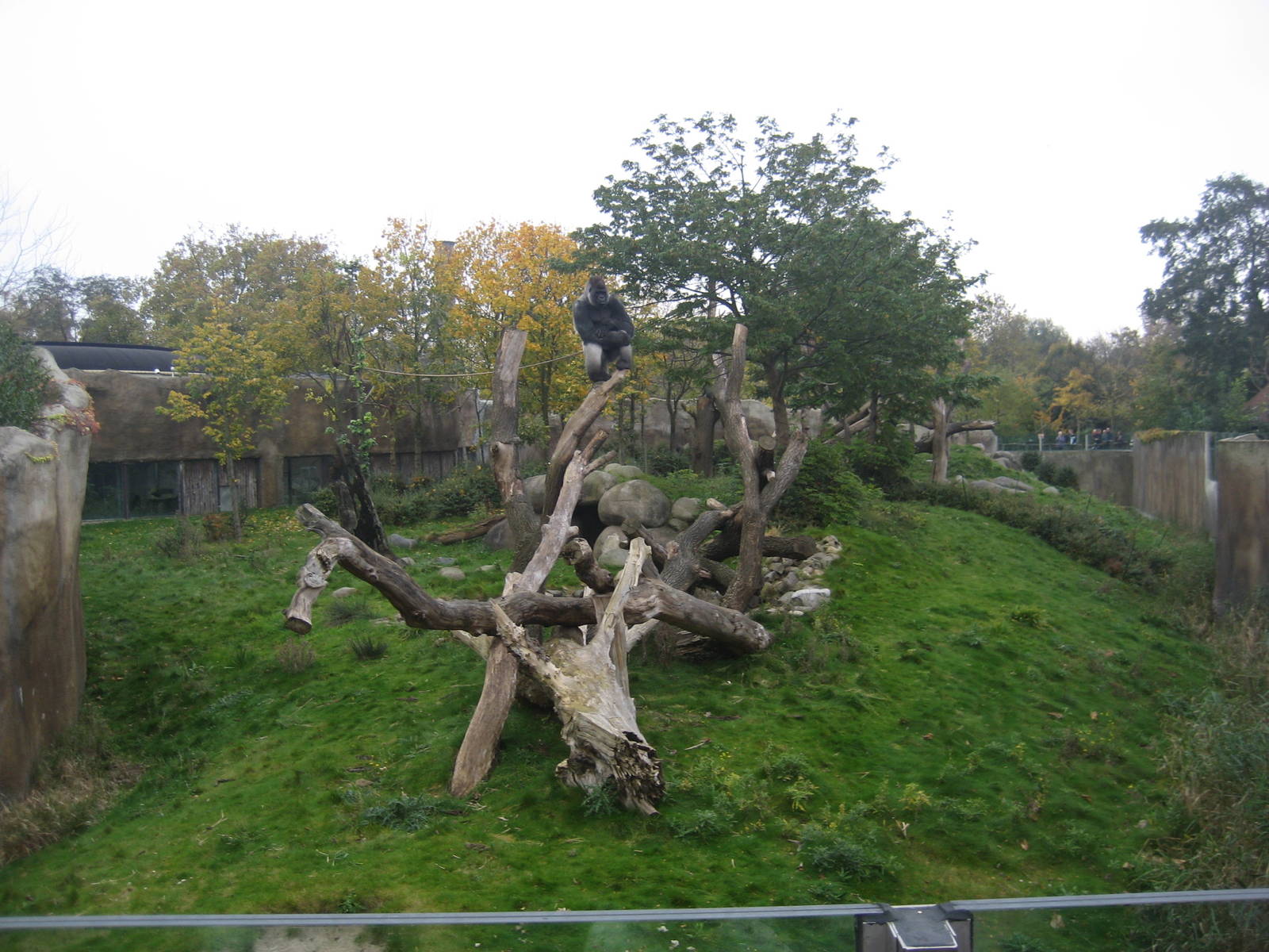 Diergaarde Blijdorp - Gorilla outdoor exhibit