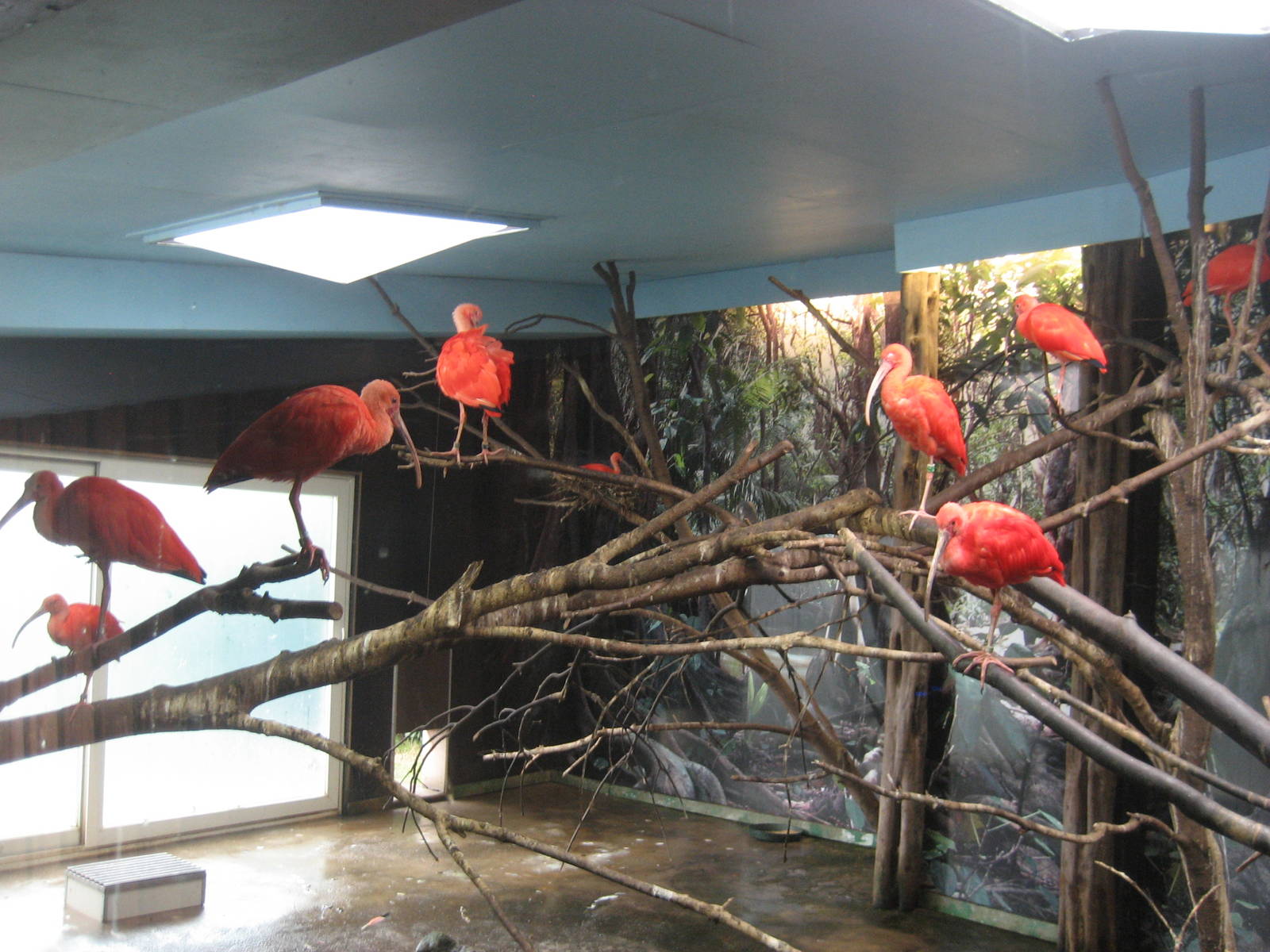 Diergaarde Blijdorp - Ibis indoor exhibit