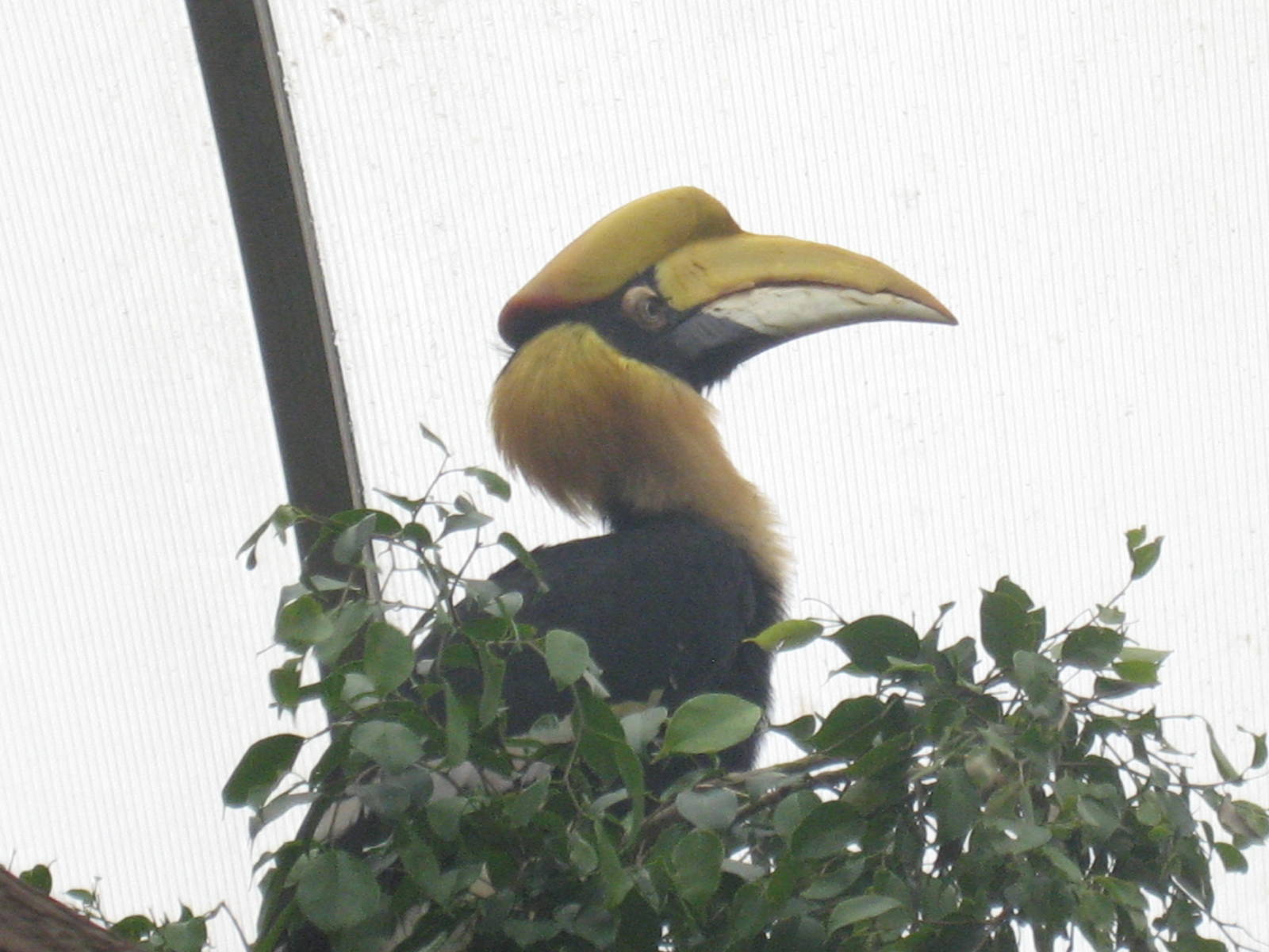 Diergaarde Blijdorp - Indian hornbill