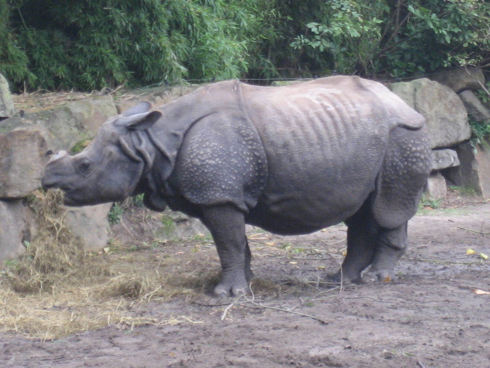 Diergaarde Blijdorp - Indian rhino