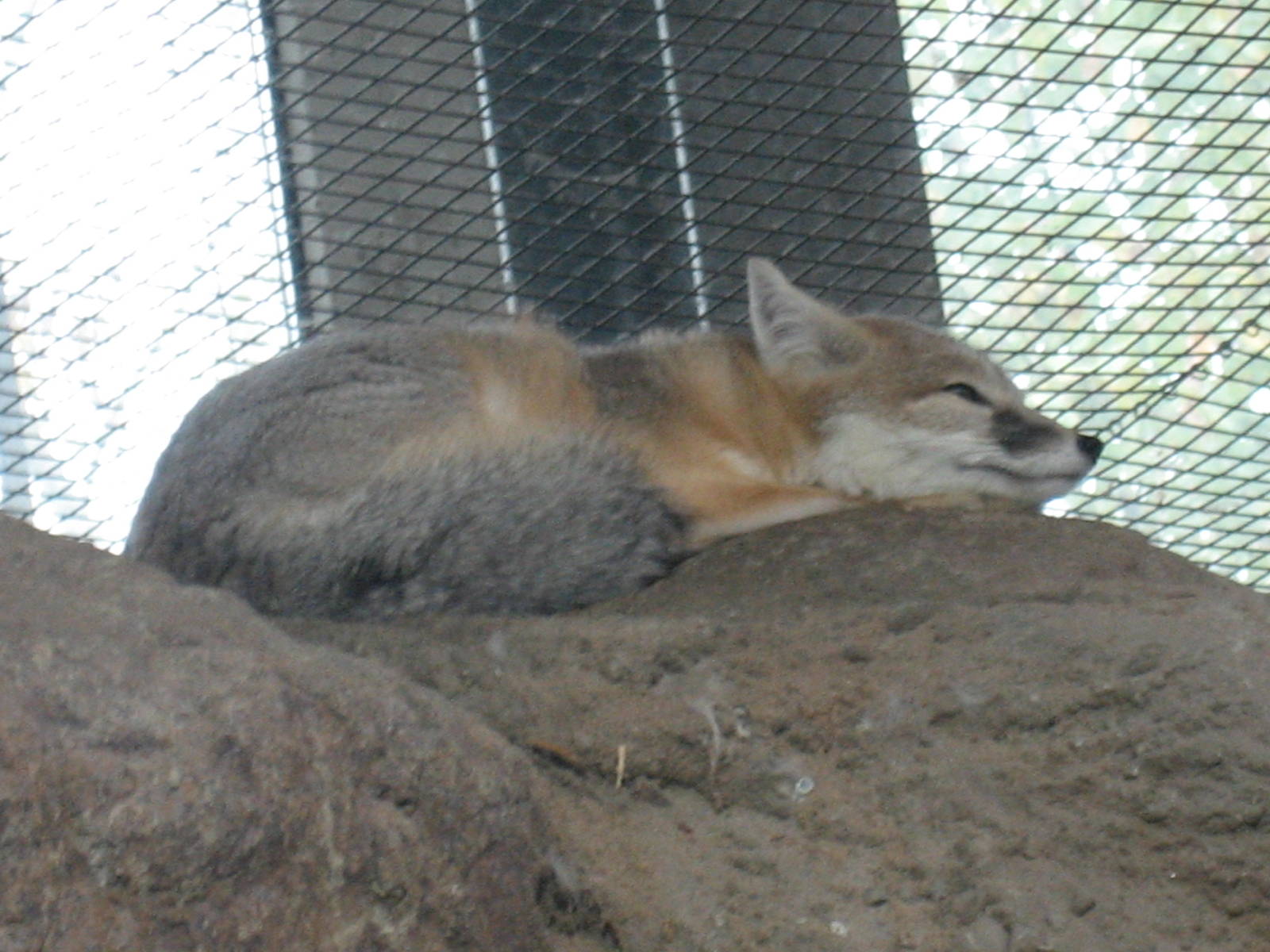 Diergaarde Blijdorp - Kit fox