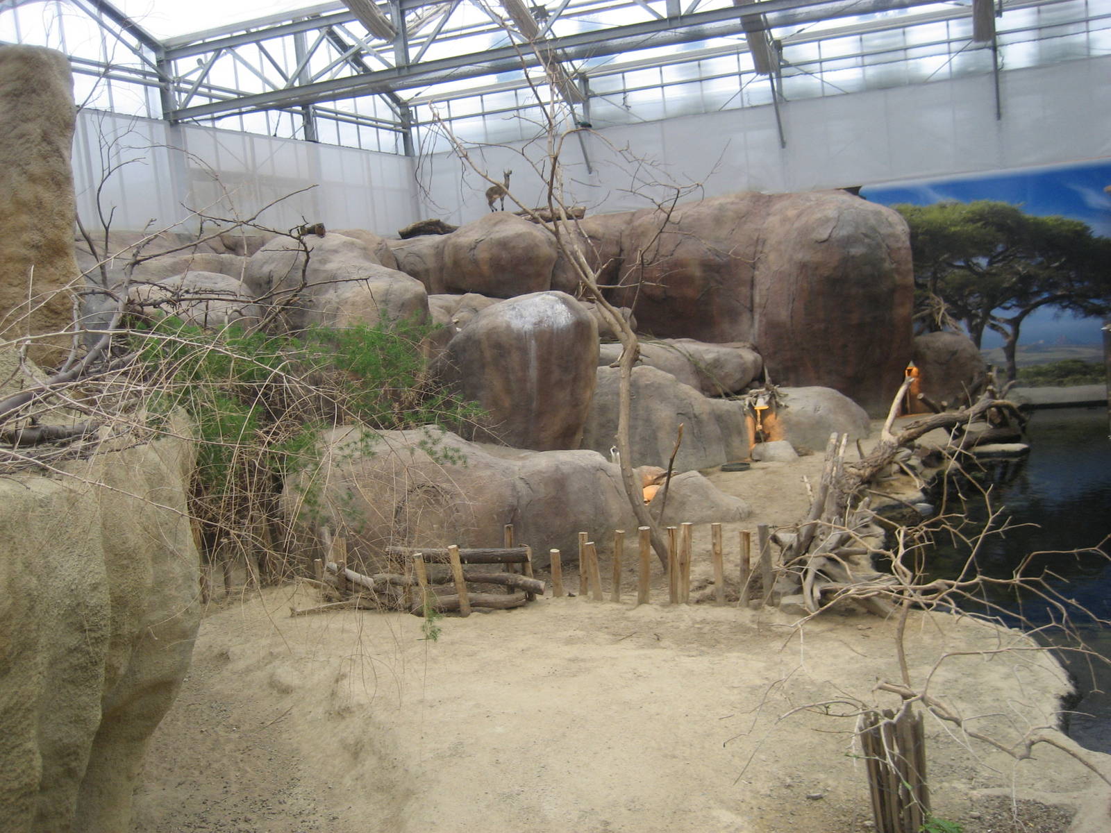 Diergaarde Blijdorp - Klipspringer/hyrax exhibit
