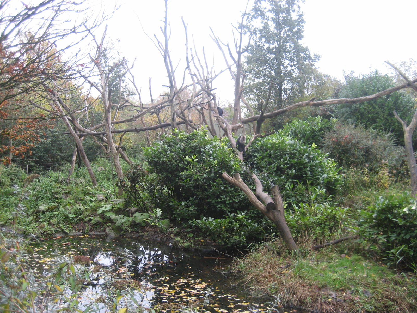 Diergaarde Blijdorp - Macaque island
