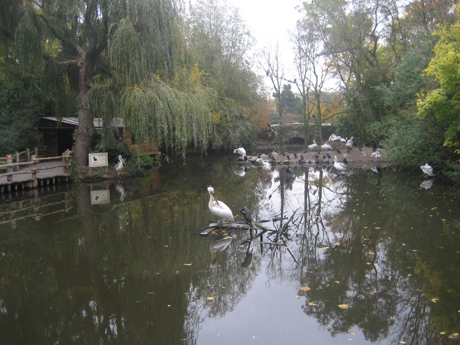 Diergaarde Blijdorp - Pelican lake