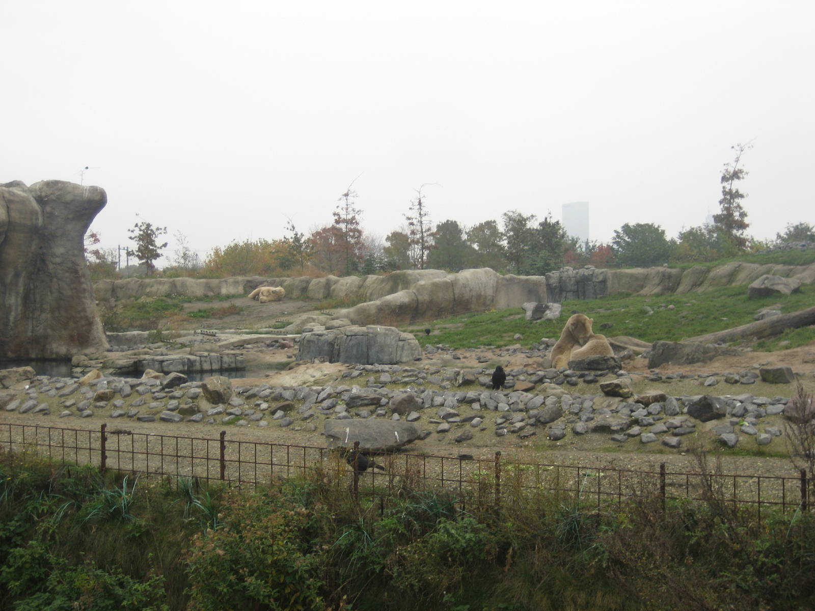 Diergaarde Blijdorp - Polar bear exhibit