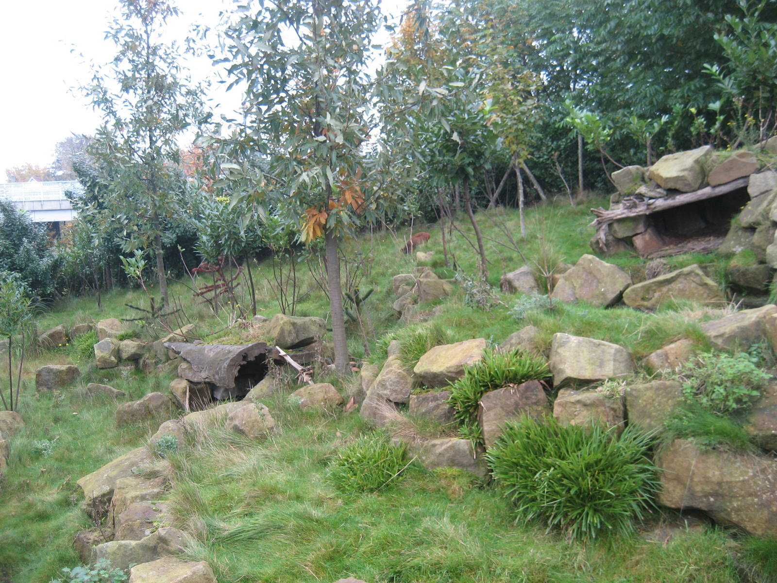 Diergaarde Blijdorp - Pudu exhibit